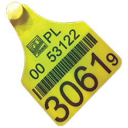 animal tag marking